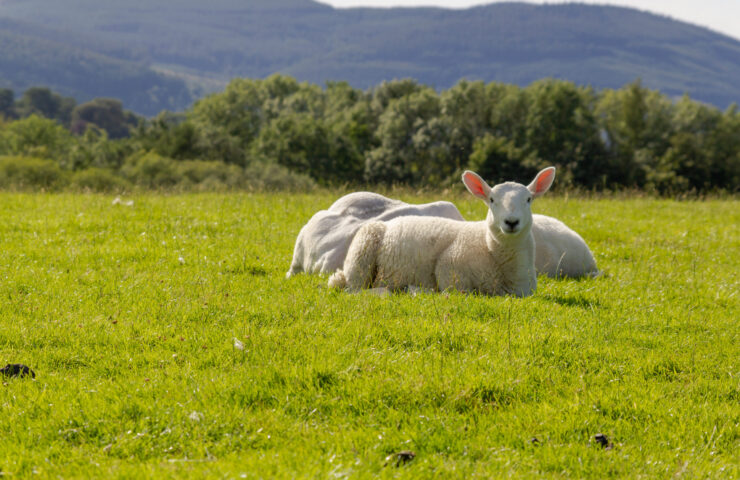 White sheep sitting on the fresh green grass at the Lake District