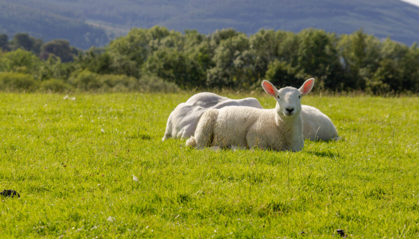 White sheep sitting on the fresh green grass at the Lake District