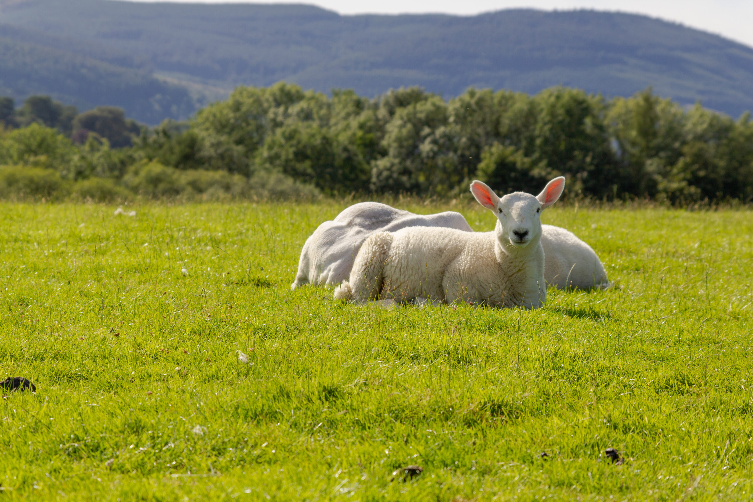 White sheep sitting on the fresh green grass at the Lake District